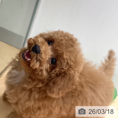 埼玉県のトイプードル(トイ) (ペットプラス 浦和美園店/2025年12月24日生まれ/男の子/レッド)の子犬の4枚目の画像