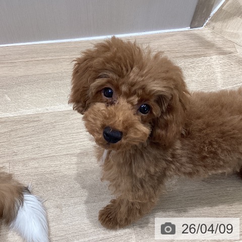 埼玉県のトイプードル(トイ) (ペットプラス イオンモール春日部店/2025年12月24日生まれ/男の子/レッド)の子犬の4枚目の画像