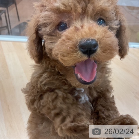 トイ・プードルの写真