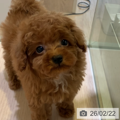 トイ・プードルの写真