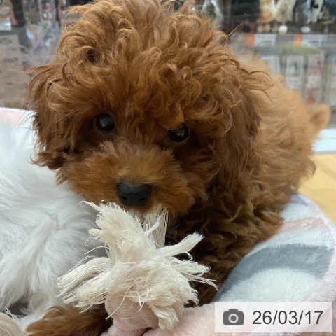 埼玉県のトイプードル(トイ) (ペットプラス 与野店/2025年12月24日生まれ/男の子/レッド)の子犬の4枚目の画像