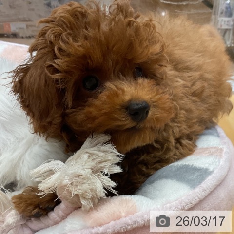 埼玉県のトイプードル(トイ) (ペットプラス 与野店/2025年12月24日生まれ/男の子/レッド)の子犬の3枚目の画像