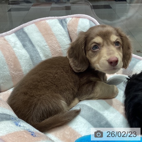 ミニチュア・ダックスフンドの写真