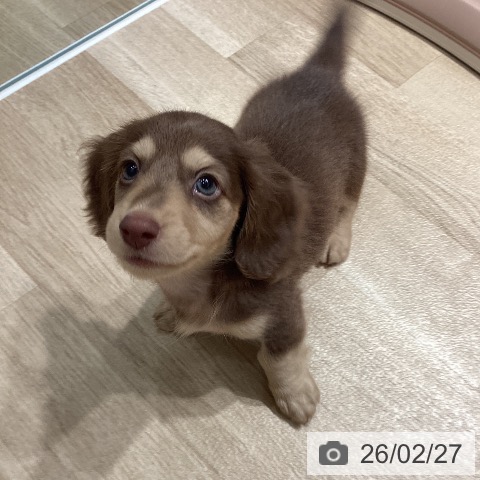 埼玉県のミニチュアダックスフンド(ロング) (ペットプラス ピオニウォーク東松山店/2025年12月24日生まれ/男の子/チョコレートタン)の子犬の4枚目の画像