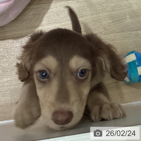 埼玉県のミニチュアダックスフンド(ロング) (ペットプラス イオンモール春日部店/2025年12月24日生まれ/男の子/チョコレートタン)の子犬の4枚目の画像