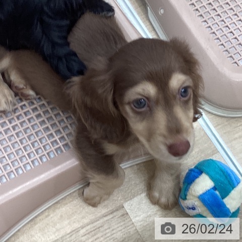 埼玉県のミニチュアダックスフンド(ロング) (ペットプラス イオンモール春日部店/2025年12月24日生まれ/男の子/チョコレートタン)の子犬の3枚目の画像