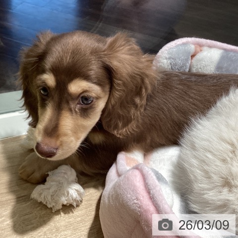 埼玉県のミニチュアダックスフンド(ロング) (ペットプラス イオンモール春日部店/2025年12月24日生まれ/男の子/チョコレートタン)の子犬の3枚目の画像