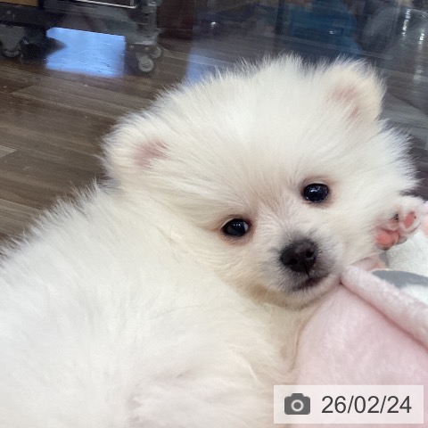 埼玉県のポメラニアン (ペットプラス イオンモール春日部店/2025年12月23日生まれ/男の子/ホワイトクリーム)の子犬の4枚目の画像
