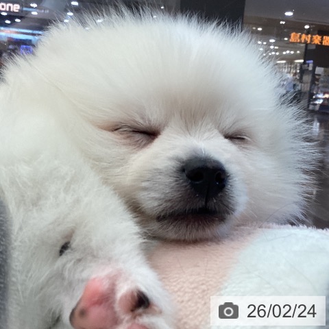 埼玉県のポメラニアン (ペットプラス イオンモール春日部店/2025年12月23日生まれ/男の子/ホワイトクリーム)の子犬の3枚目の画像