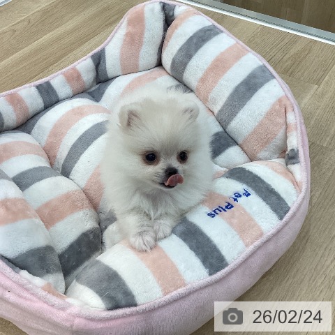 ポメラニアンの写真