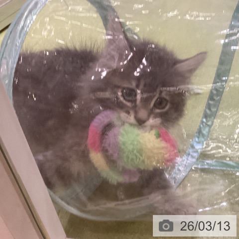 埼玉県のサイベリアン (ペットプラス 羽生店/2025年12月22日生まれ/男の子/ブルータビー)の子猫の4枚目の画像