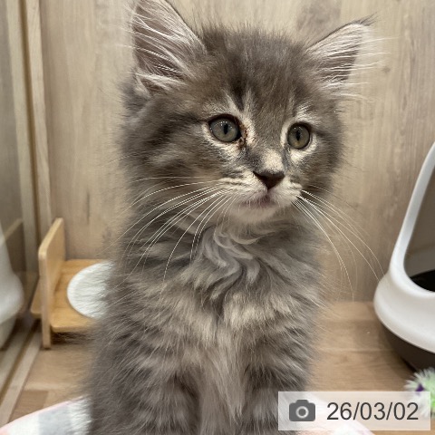 埼玉県のサイベリアン (ペットプラス 与野店/2025年12月22日生まれ/女の子/ブルータビー)の子猫の4枚目の画像