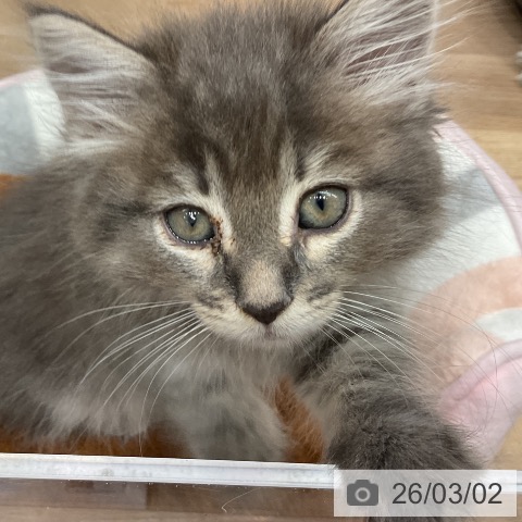 埼玉県のサイベリアン (ペットプラス 与野店/2025年12月22日生まれ/女の子/ブルータビー)の子猫の3枚目の画像