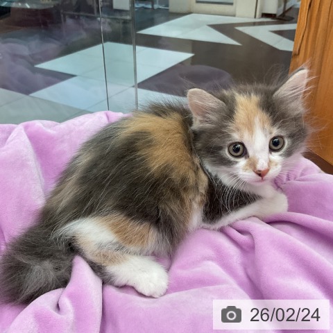 サイベリアンの写真