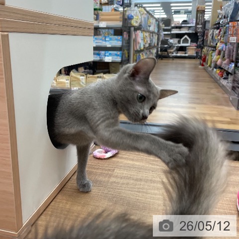ロシアンブルーの写真