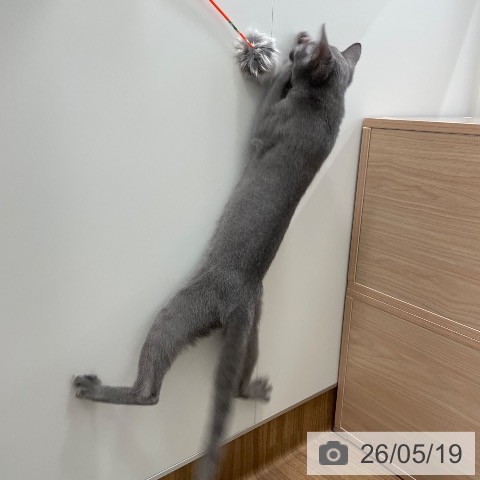 ロシアンブルーの写真