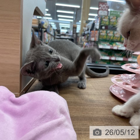 ロシアンブルーの写真