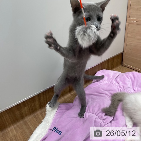 ロシアンブルーの写真