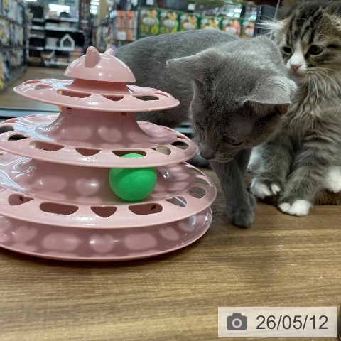 ロシアンブルーの写真