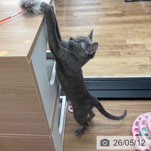 ロシアンブルーの写真