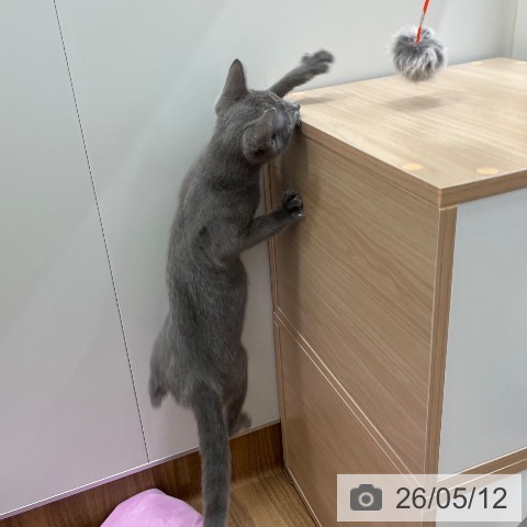ロシアンブルーの写真