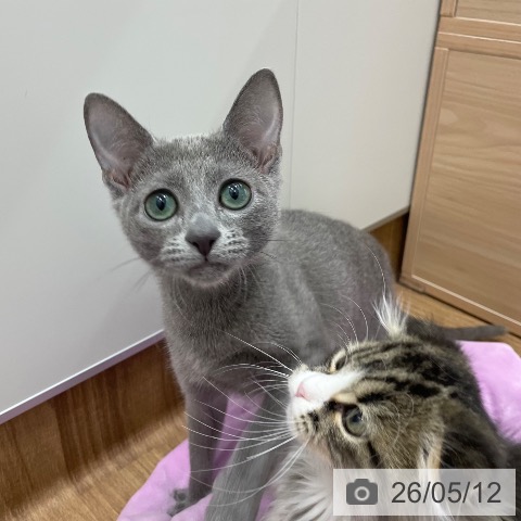 ロシアンブルーの写真