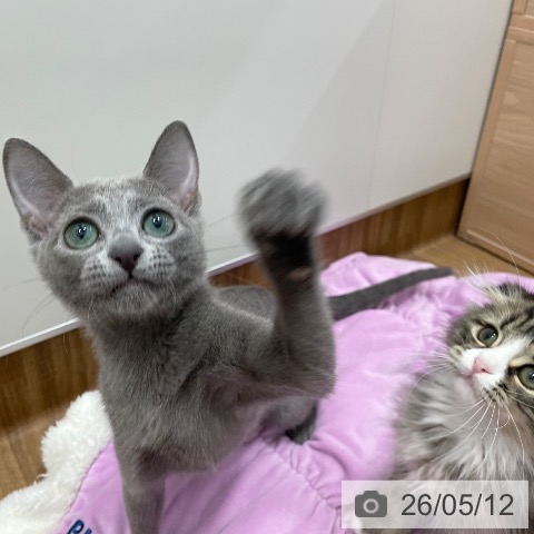 ロシアンブルーの写真