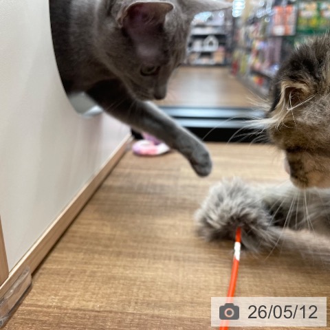 茨城県のロシアンブルー (ペッツワン つくば店/2025年12月16日生まれ/女の子/ブルー)の子猫の4枚目の画像