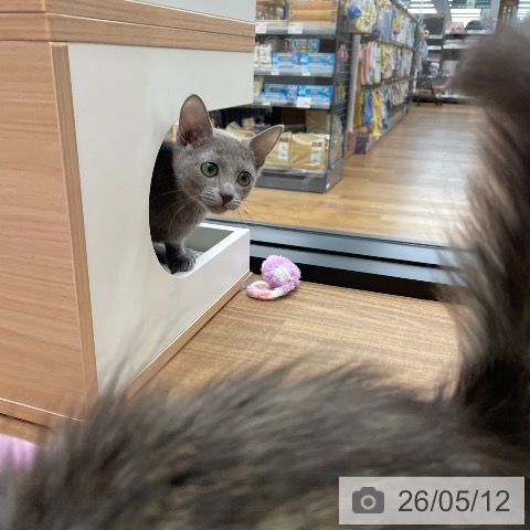 茨城県のロシアンブルー (ペッツワン つくば店/2025年12月16日生まれ/女の子/ブルー)の子猫の3枚目の画像