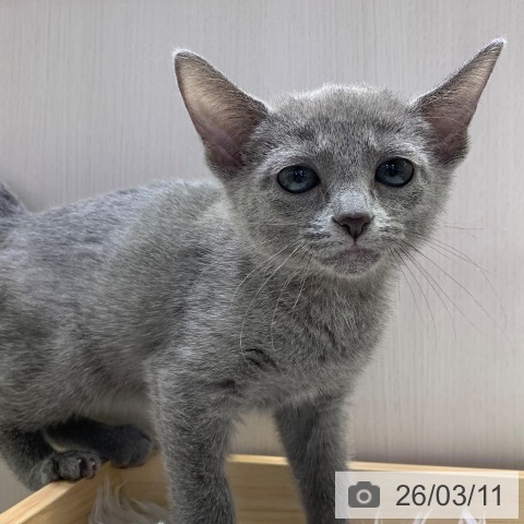 千葉県のロシアンブルー (ペットプラス 幕張新都心店/2025年12月16日生まれ/女の子/ブルー)の子猫の4枚目の画像