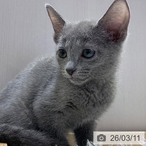 千葉県のロシアンブルー (ペットプラス 幕張新都心店/2025年12月16日生まれ/女の子/ブルー)の子猫の3枚目の画像