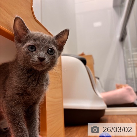 千葉県のロシアンブルー (ペッツワン 千葉ニュータウン店/2025年12月16日生まれ/女の子/ブルー)の子猫の3枚目の画像