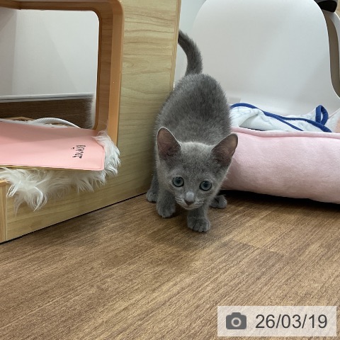 千葉県のロシアンブルー (ペッツワン 千葉ニュータウン店/2025年12月16日生まれ/女の子/ブルー)の子猫の4枚目の画像