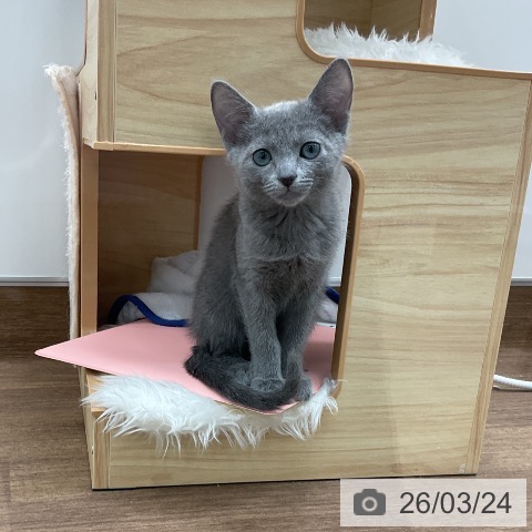 千葉県のロシアンブルー (ペッツワン 千葉ニュータウン店/2025年12月16日生まれ/女の子/ブルー)の子猫の3枚目の画像