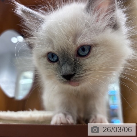 神奈川県のラグドール (ペットプラス 武蔵小杉店/2025年12月22日生まれ/女の子/ブルーポイントミテッド)の子猫の4枚目の画像