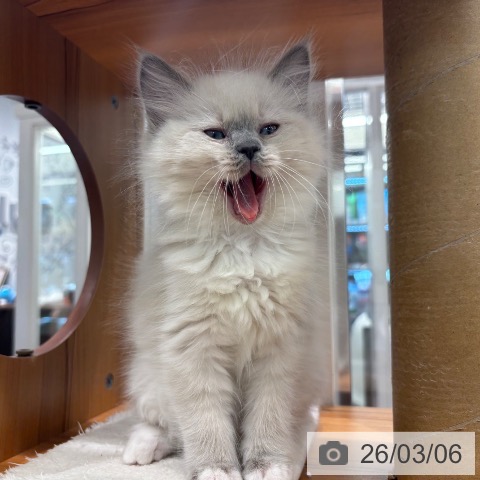 神奈川県のラグドール (ペットプラス 武蔵小杉店/2025年12月22日生まれ/女の子/ブルーポイントミテッド)の子猫の3枚目の画像