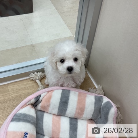 神奈川県のビションフリーゼ (ペットプラス アミーゴ藤沢店/2025年12月23日生まれ/男の子/ホワイト)の子犬の4枚目の画像