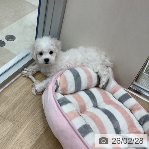 神奈川県のビションフリーゼ (ペットプラス アミーゴ藤沢店/2025年12月23日生まれ/男の子/ホワイト)の子犬の3枚目の画像