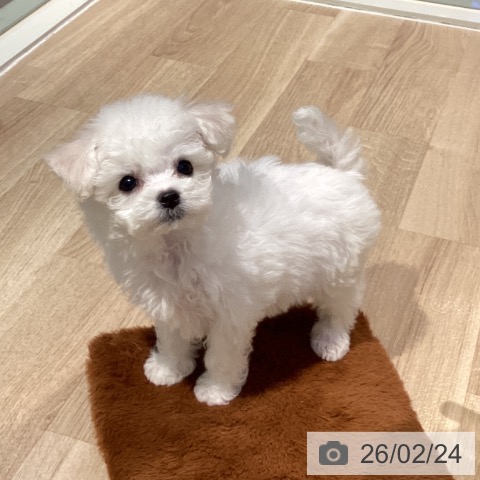 ビション・フリーゼの写真