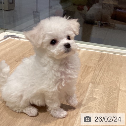 ビション・フリーゼの写真