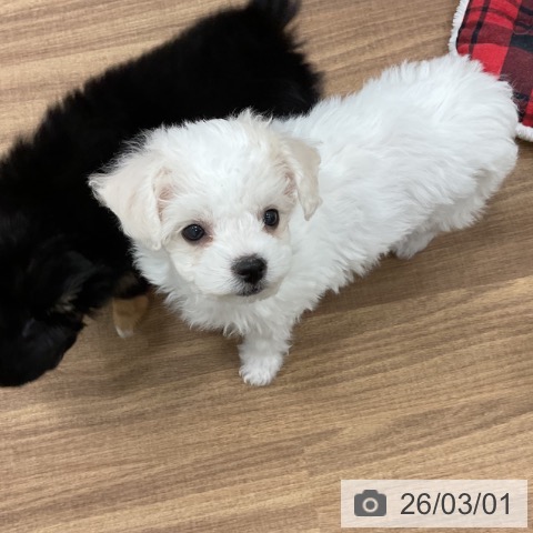 茨城県のビションフリーゼ (ペッツワン 古河店/2025年12月23日生まれ/女の子/ホワイト)の子犬の3枚目の画像