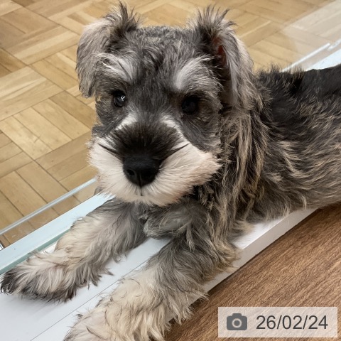 ミニチュア・シュナウザーの写真