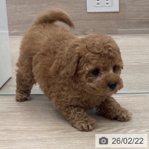 埼玉県のトイプードル(トイ) (ペットプラス 川口店/2025年12月24日生まれ/女の子/アプリコット)の子犬の4枚目の画像