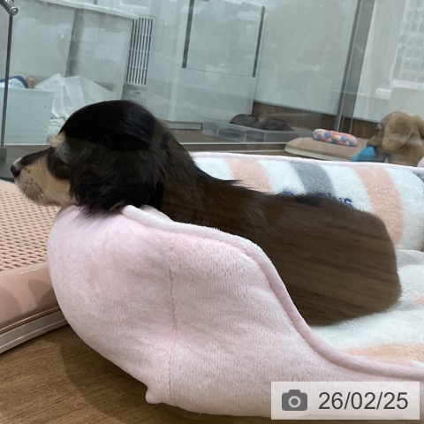 埼玉県のミニチュアダックスフンド(ロング) (ペッツワン 吉川美南店/2025年12月24日生まれ/男の子/ブラックタン)の子犬の3枚目の画像