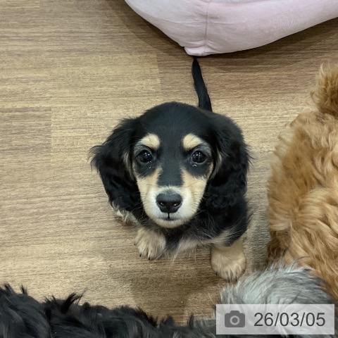 埼玉県のミニチュアダックスフンド(ロング) (ペッツワン 吉川美南店/2025年12月24日生まれ/男の子/ブラックタン)の子犬の3枚目の画像