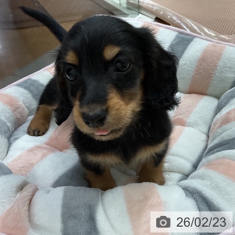 ミニチュア・ダックスフンドの写真