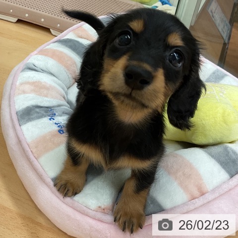 ミニチュア・ダックスフンドの写真