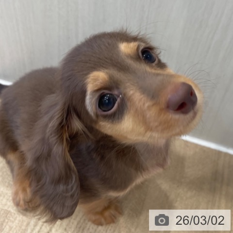 ミニチュア・ダックスフンドの写真