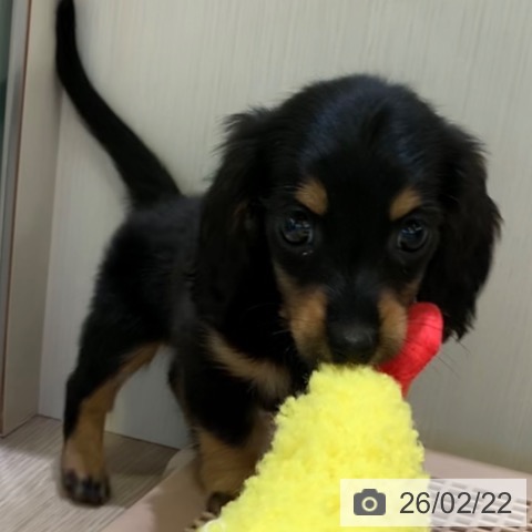 ミニチュア・ダックスフンドの写真