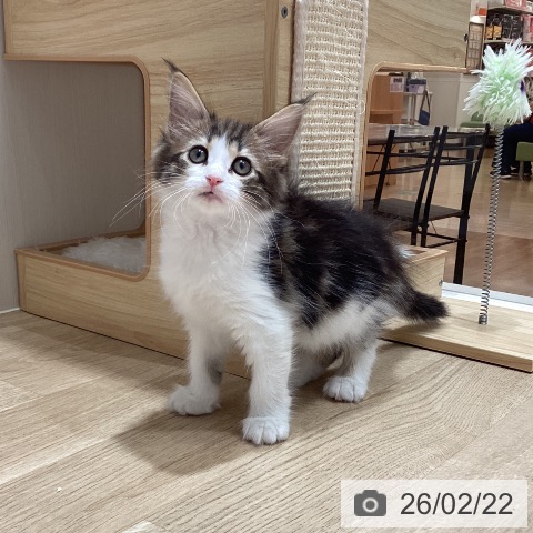 サイベリアンの写真